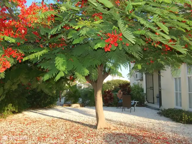 Villa Royal Palm 42A | Curaçao, Curaçao-Centre, Piscadera - villa La cour arrière, merveilleusement fraîche à l'ombre et au vent