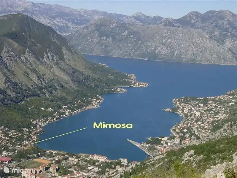 kotor bay and mimosa