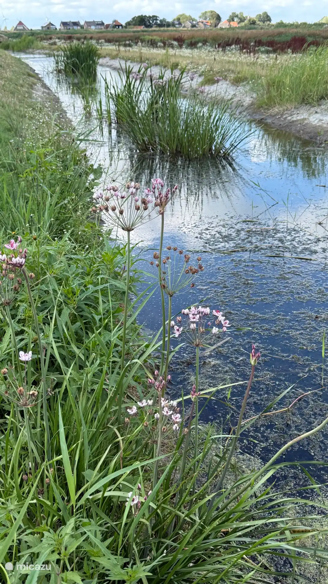 Natuurgebied bij Schardam