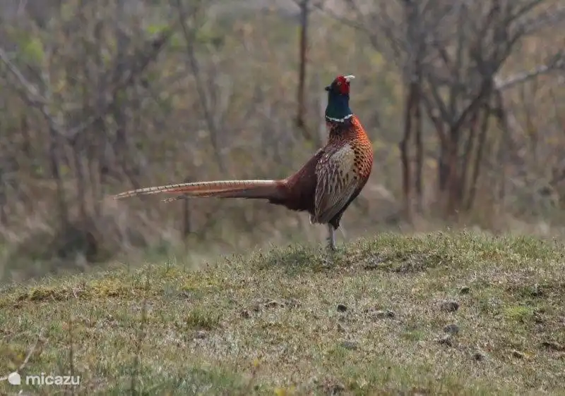 Fasane frei herumlaufen rund um das Haus