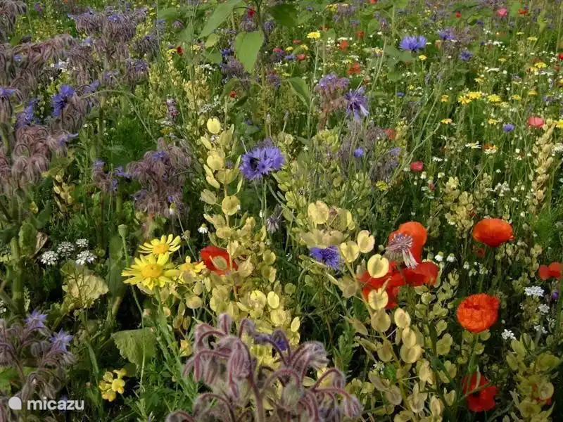 blühenden Straßenrändern
