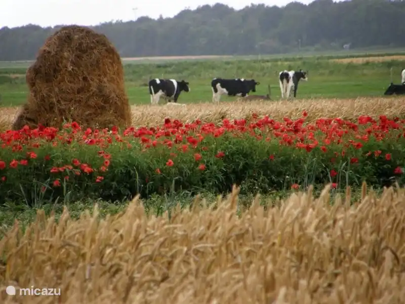 die Zeeland Feldern
