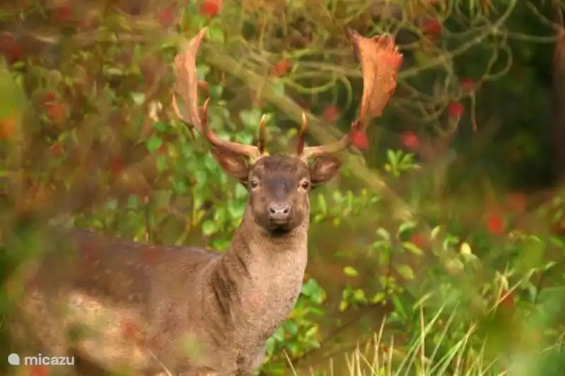 Damwild in Oranjezon (Ehefrau Polder)