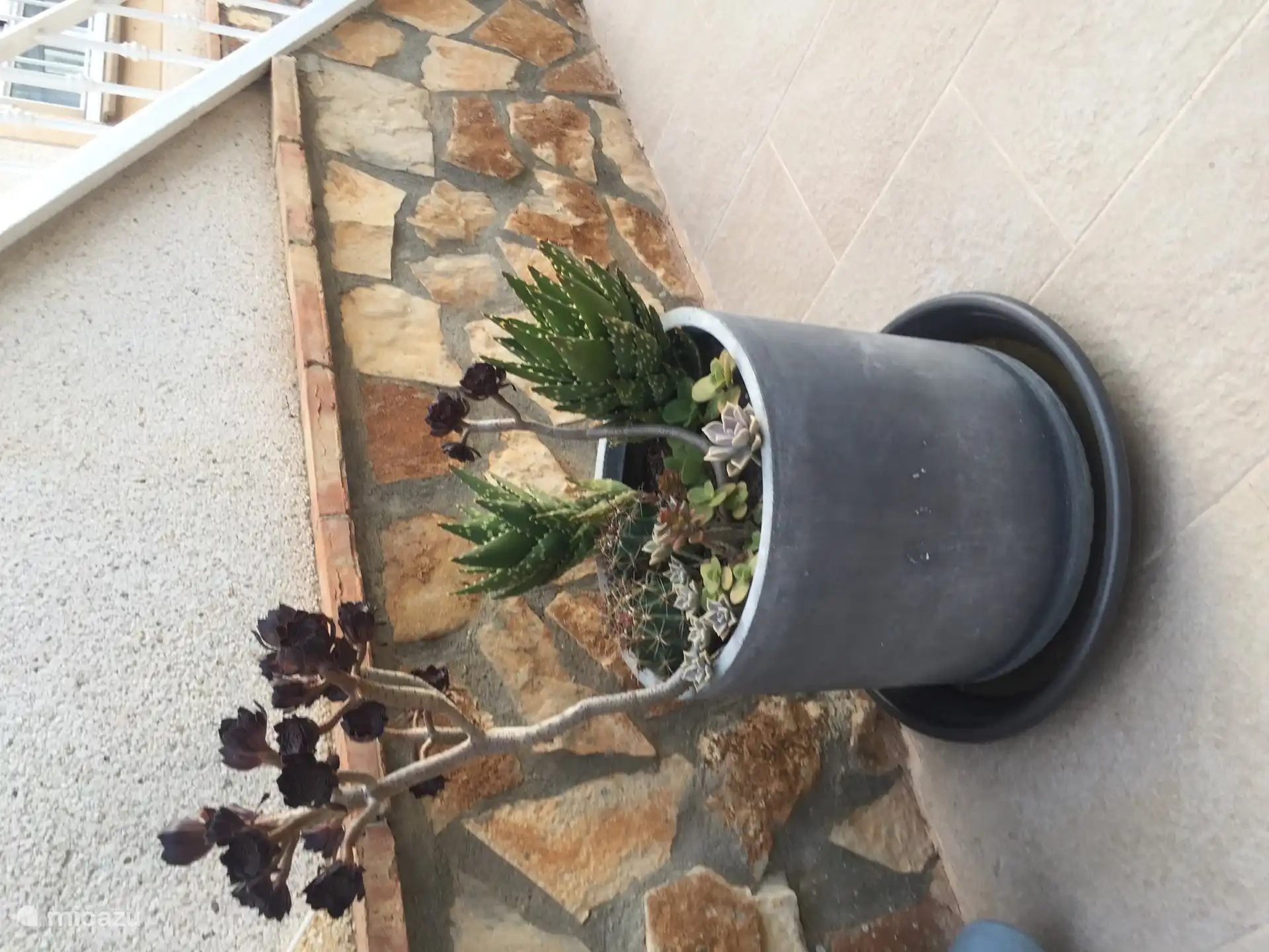 De tuin met diverse beplaning