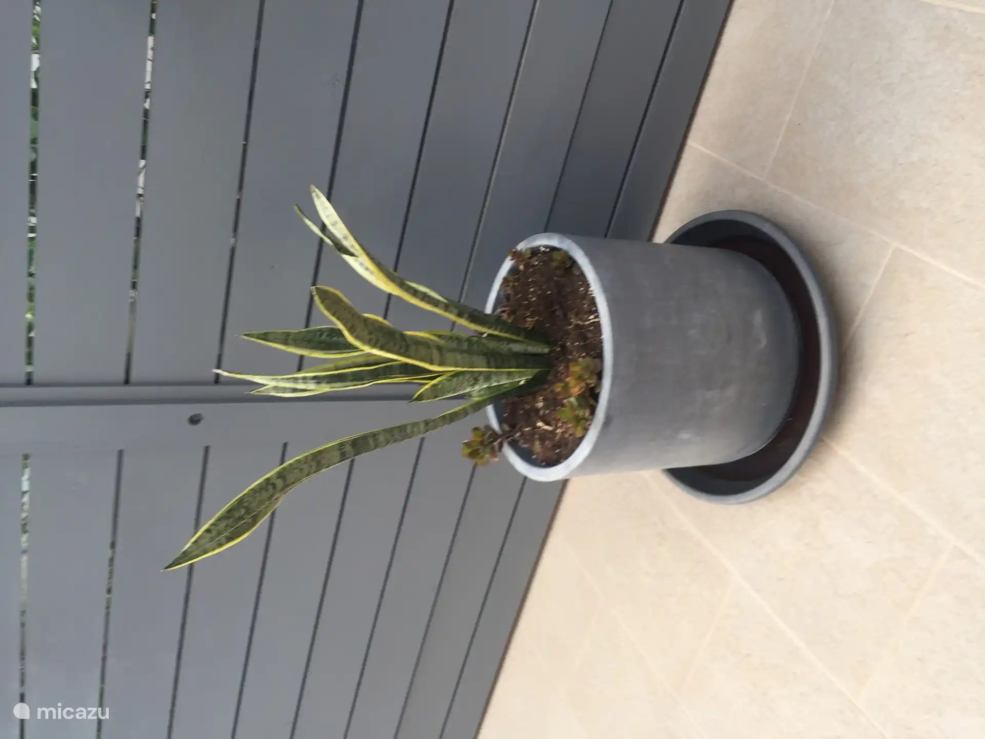 De tuin met diverse beplaning