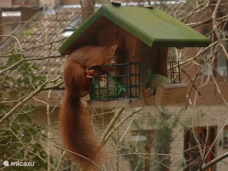 Vanuit de eethoek zicht op voederhuisje, waar soms dit eekhoornvriendje langskomt
