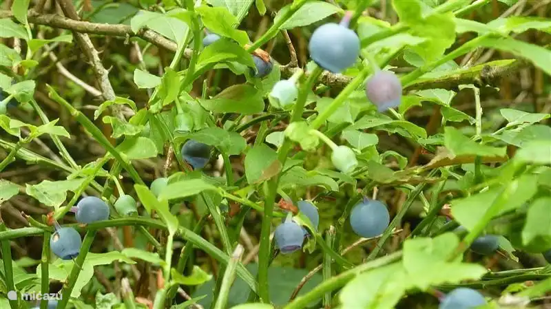 Volop bosbessen in de Doornse bossen!