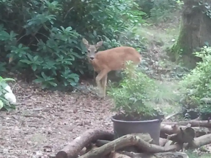 Met een beetje geluk....
deze ree heeft op 2 september 2012 
wel een half uur in de tuin gegeten!
