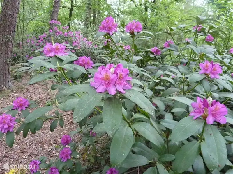 De voortuin in mei - de rhododendron volop in bloei.