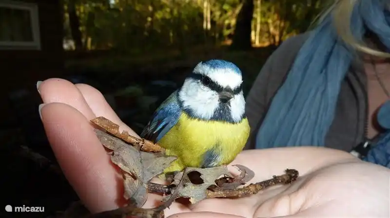 Een onvergetelijke ontmoeting met een pimpelmeesje!