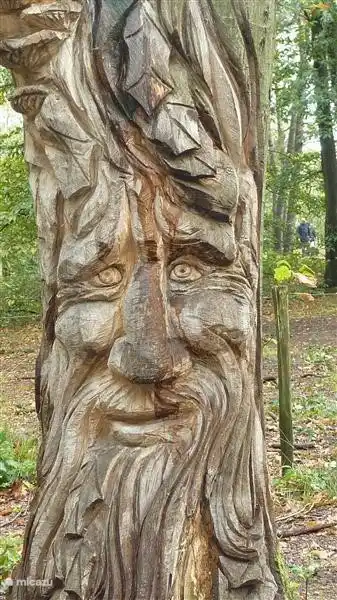 Een byzondere boom bij het Leersumse Veld