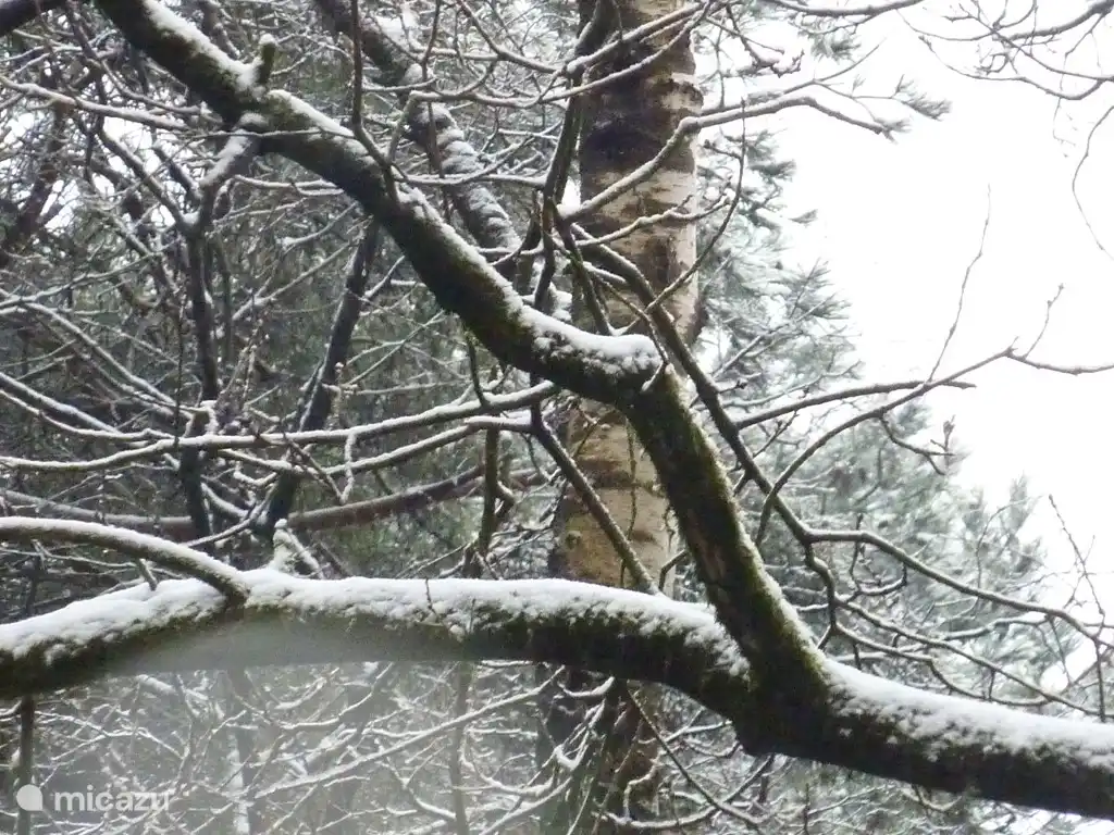 Drie stappen in het bos en de winter raakt je