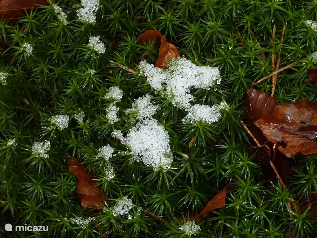 Sterretjesmos in de voortuin