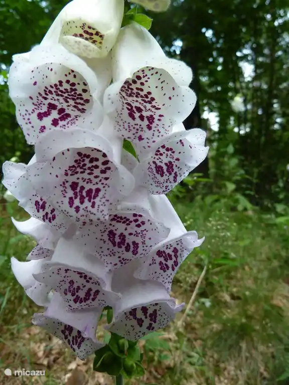 Echte bosplanten in de voortuin - genieten!