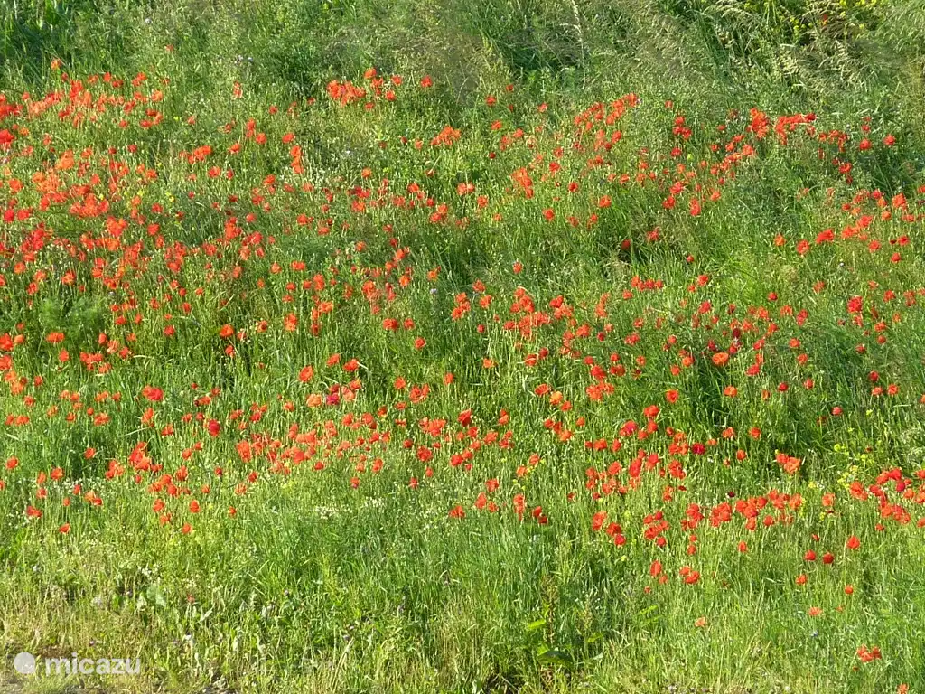Een mooi veld klaprozen in de buurt.