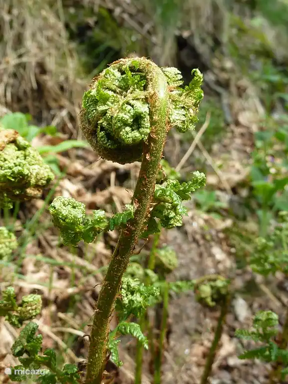 Schoonheid ontvouwt zich voor je ogen