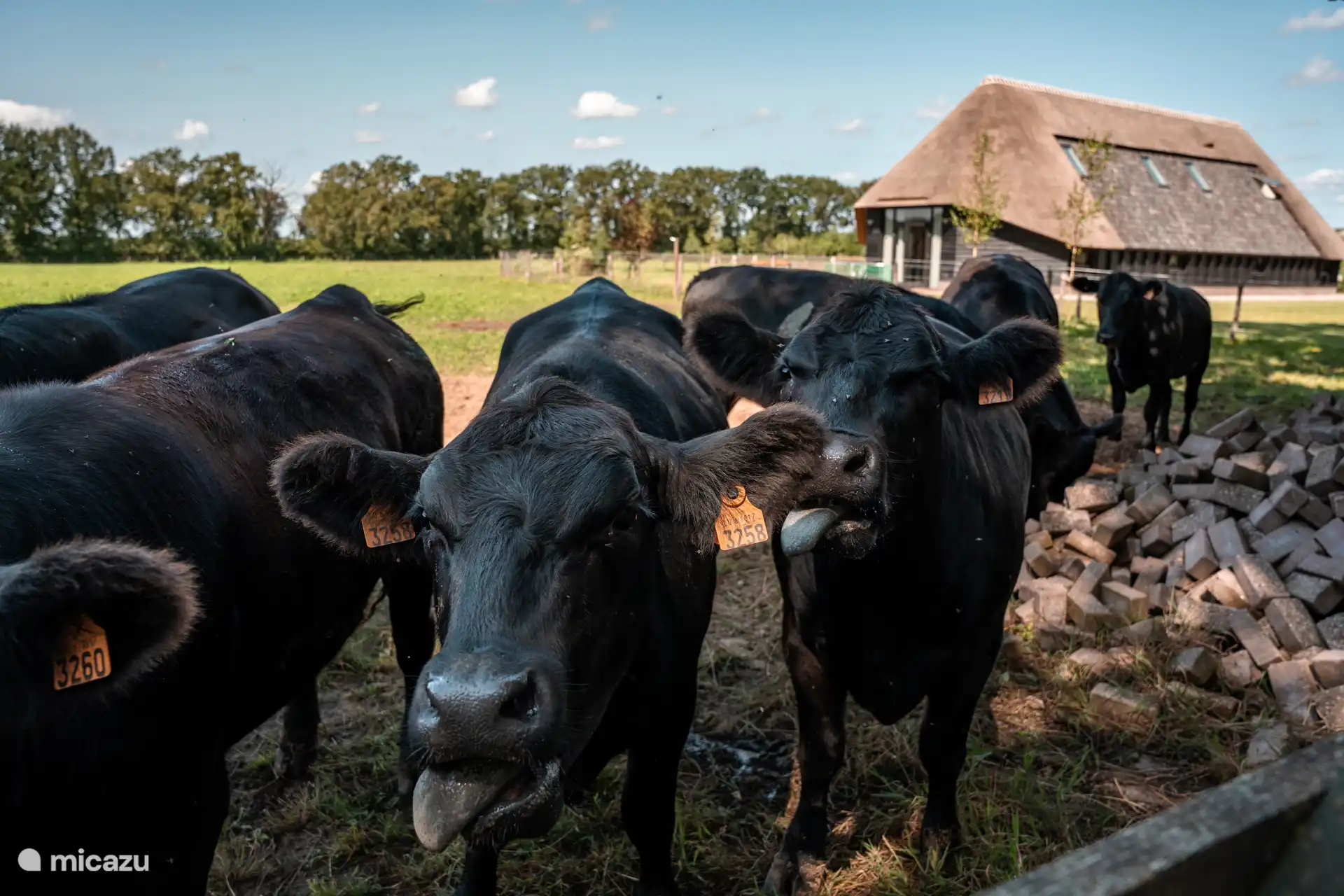 Die Kühe laufen um unser Gästehaus herum