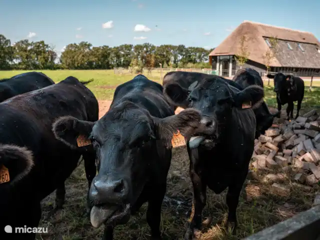 De Groene Zoom en Países Bajos, Güeldres, Otterlo - casa de campo Las vacas pasean por nuestra casa de huéspedes