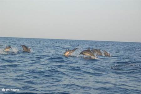 Dolfijnen kijken
