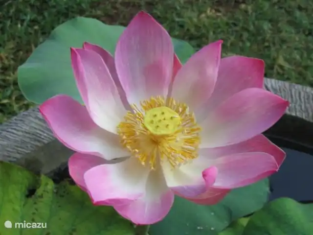 bungaló en Indonesia, Bali, Lovina – Rumah Lotus La flor que dio nombre a la casa.