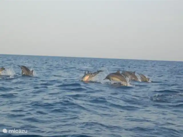 bungaló en Indonesia, Bali, Lovina – Rumah Lotus La Lovina Lumba lumba.