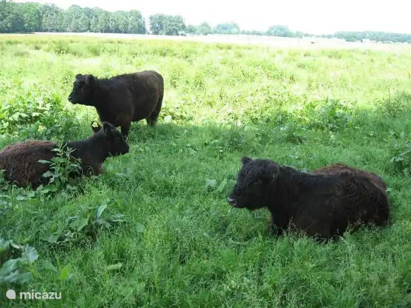 Westen von Winterswijk liegt die große schmutzig, was bedeutet, nassen und sumpfigen gebied.Hier Galloway-Rinder grasen.