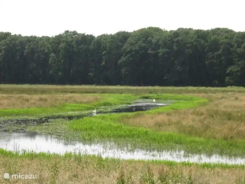 Die knappen Bach fließt durch den Big Nasty mit viel Migration und dauerhafte vogels.Achtergrond die Kloosterbos