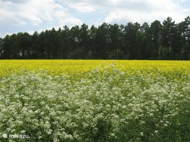 In der Nähe des Burlose Torf [DLD]