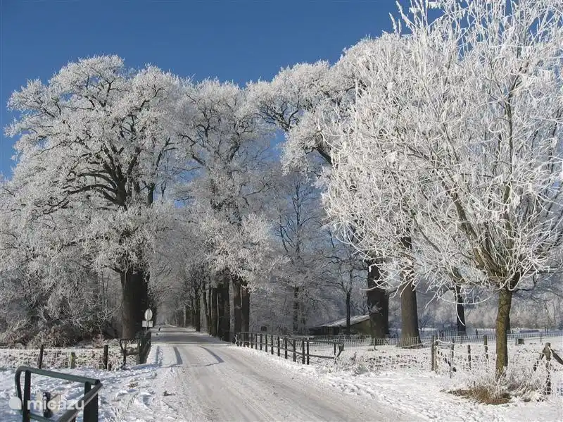 Walfort Avenue Bredevoort