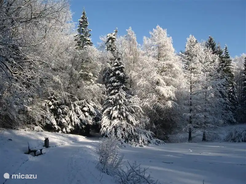 Wald im Winter