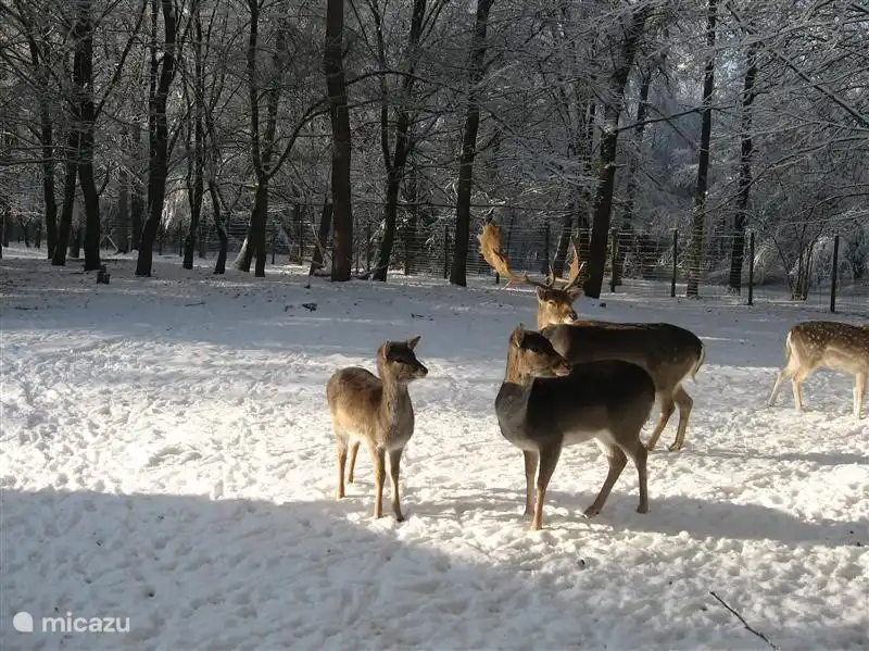 Rehe im Winter