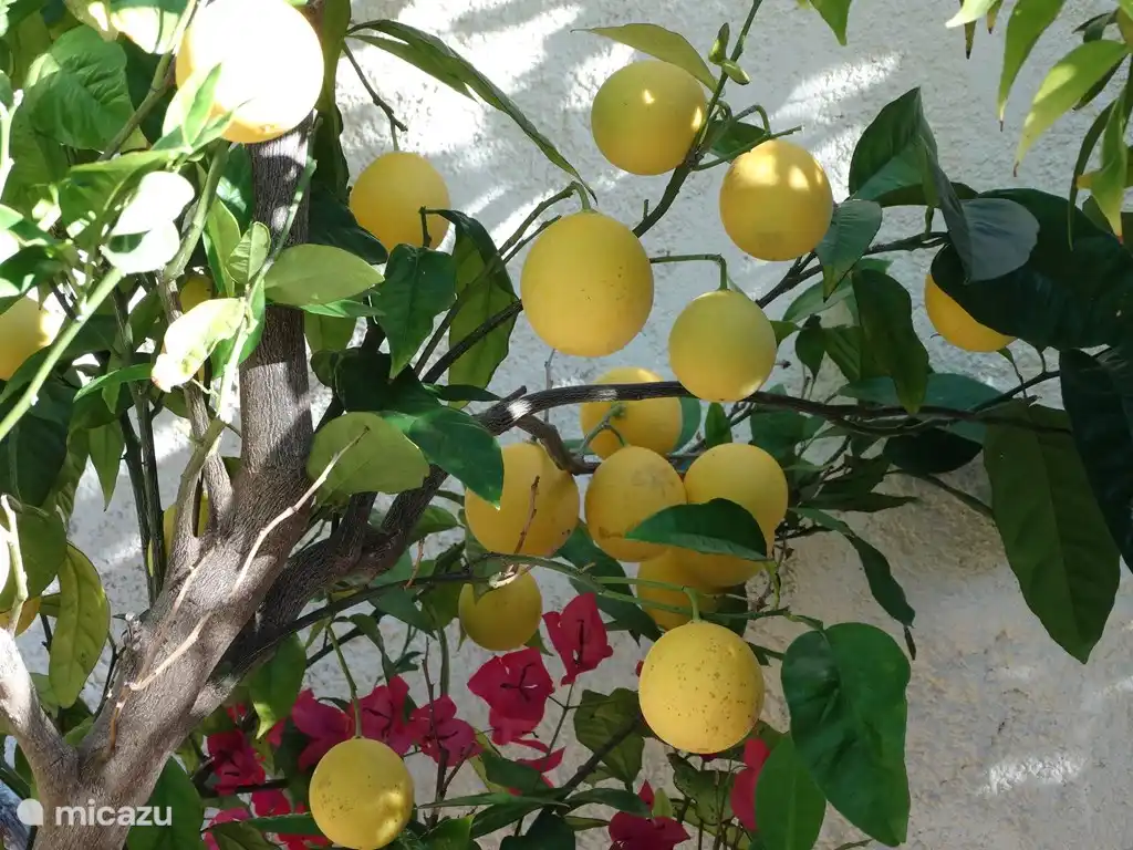 Gemüse aus dem Garten