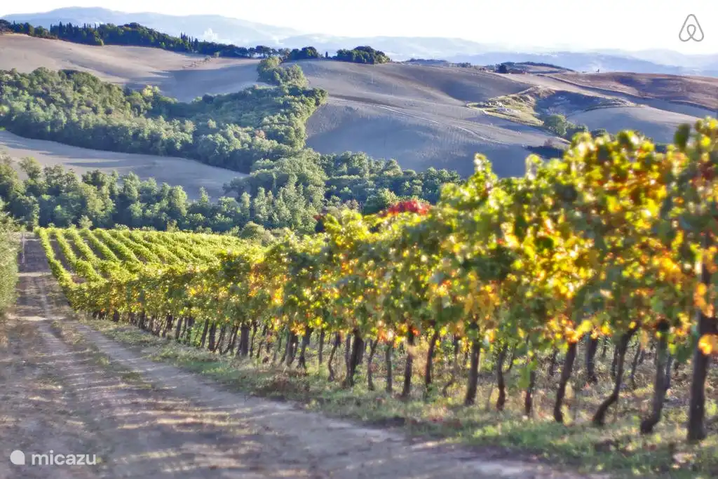 Le vignoble de Podere Grignano