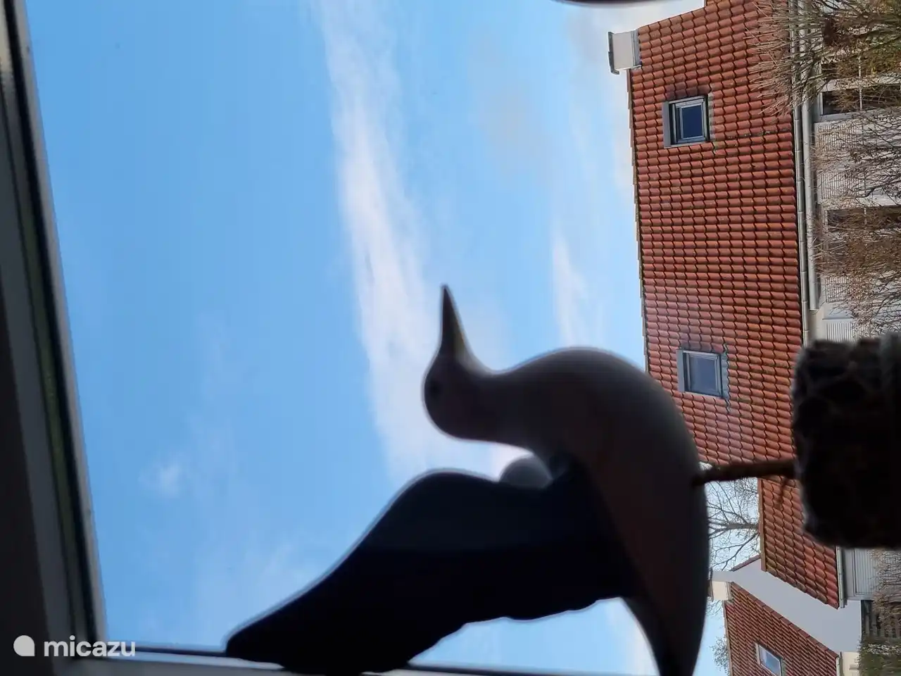 Las gaviotas abundan en la costa. 