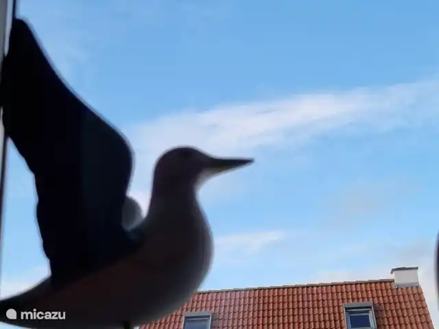 Pueblo junto al mar en Bélgica, Costa Belga, De Haan - bungaló Las gaviotas abundan en la costa.