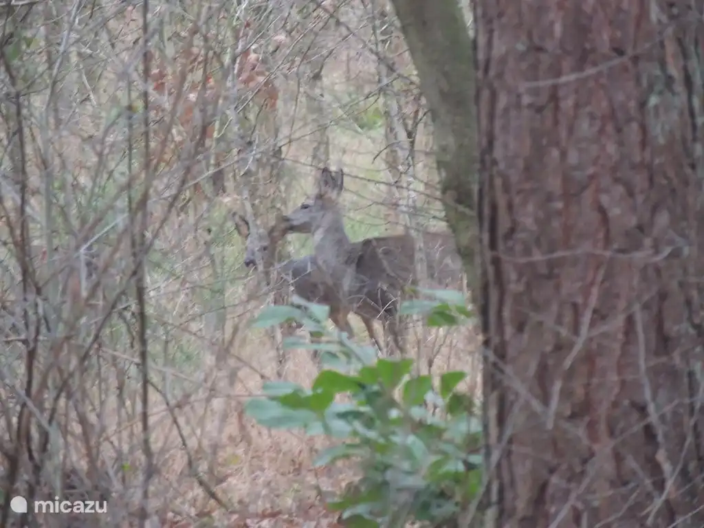 Hirsche im Wald hinter dem Haus