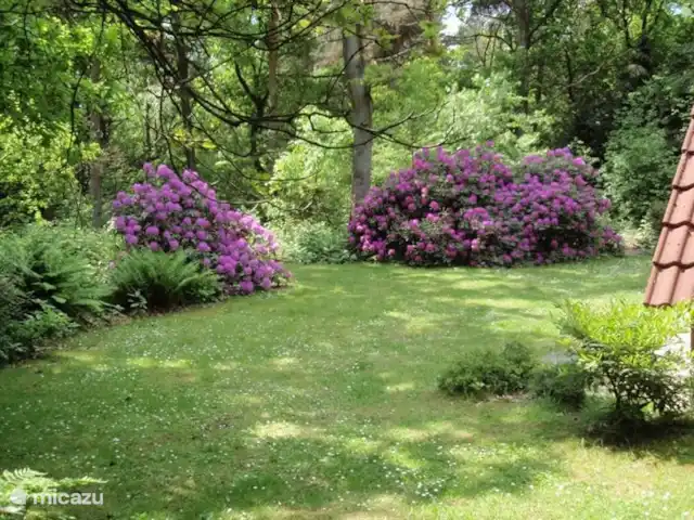 Motif bungalow | Pays-Bas, Gueldre, Harfsen - maison de vacances Le jardin au temps où fleurissent les Rhodondendrons