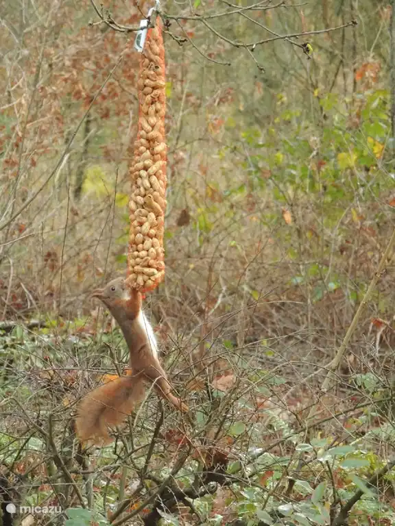 unser Haus Eichhörnchen