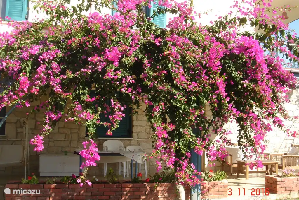 Bougainvillea blooms until late autumn!