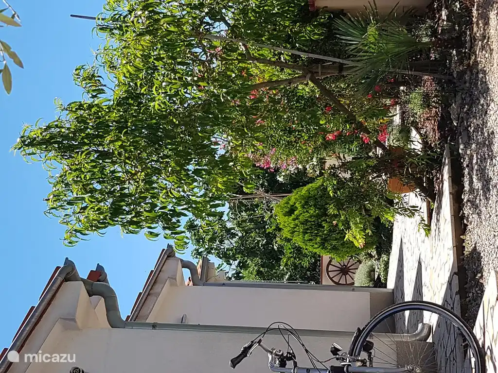 Mira a través del jardín