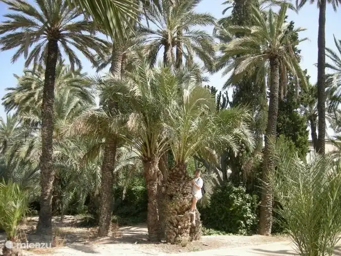 Elche palm grove