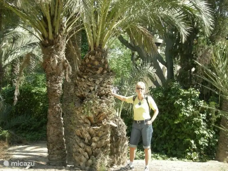 palm grove Elche 2