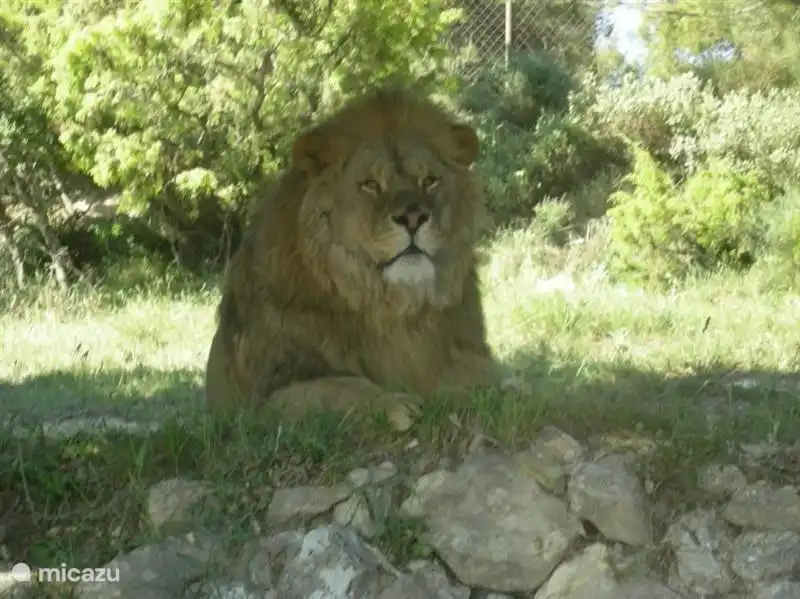 Safari Park Aitana Elx