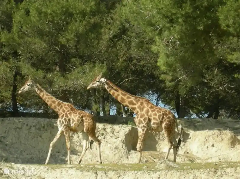 Safari Park Aitana Elche 3