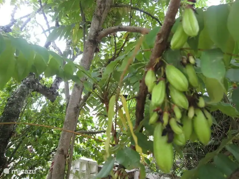 Birambievruchten throughout the year. Delicious vinegar with red onions.