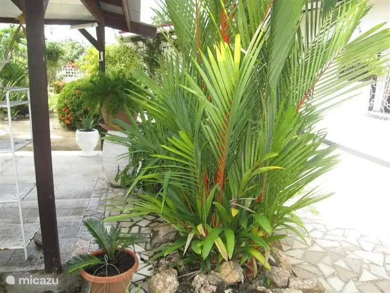The garden is home to 14 species of palm: Red palm (the Lipstick Palm) is the beauty under the palms.