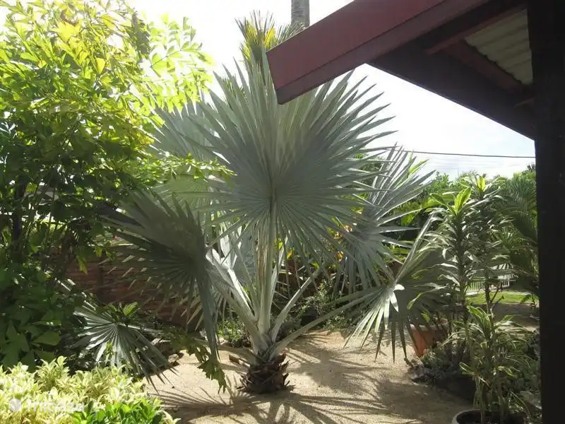 The Silver Palm is not inferior, but now grows unfortunately the seams.