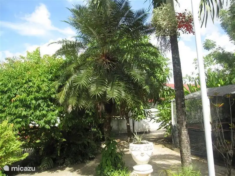 The Phoenix Palm in the backyard.