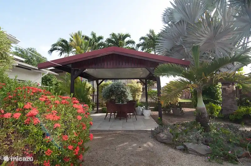 The beautiful Silver Palm beside the outdoor gazebo. For the state of the rare Silver Palm Palm Bottles of which the strain has the shape of a bottle. In the foreground the ever thriving Faya Lobi!
