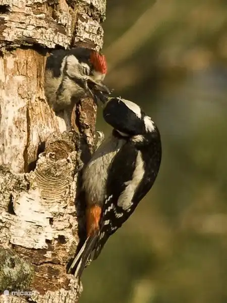 The great spotted woodpecker with young, next to you in the tree ...